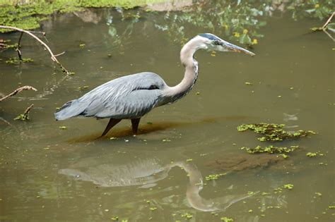 Little Reviews: Poem for Sunday and Canal Wildlife