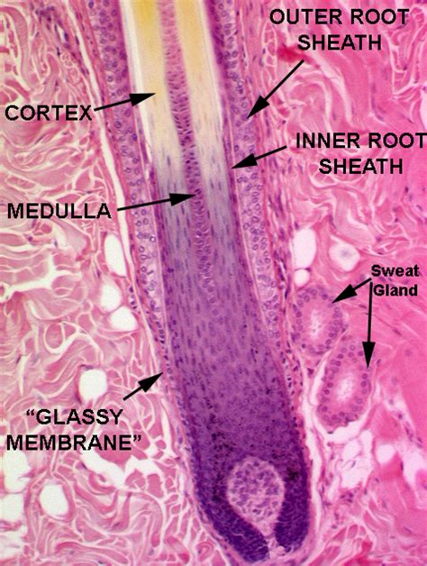 Salisbury's Graduate Histology: January 2013