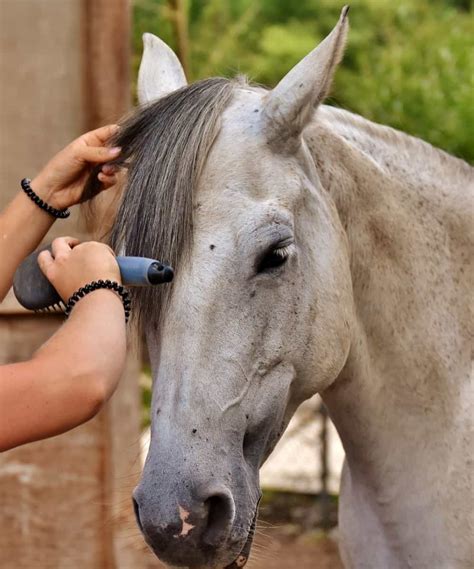 How to Groom a Horse: All Your Grooming Questions Answered – Horse Learner