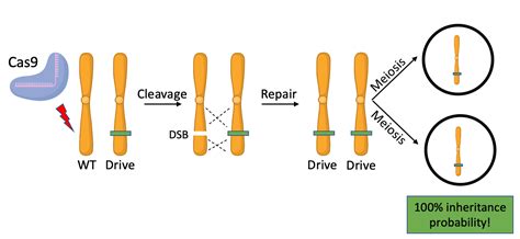 Gene Drive: The What, How, Why, and Whether We Should – The Pipettepen