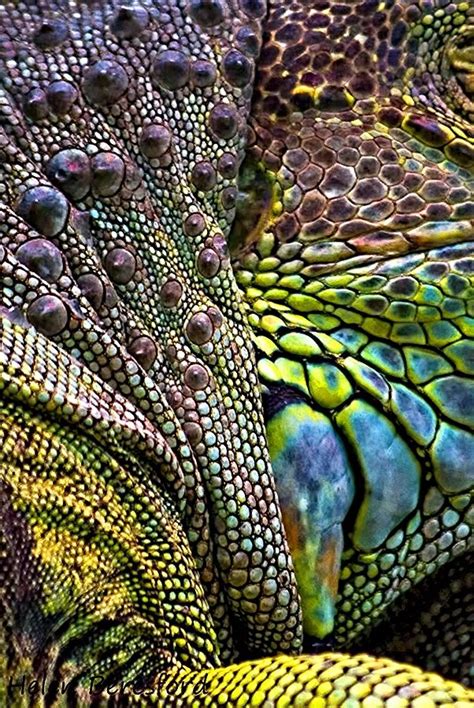 Iguana abstract | Flickr - Photo Sharing! Color Textures, Skin Textures, Textures Patterns ...