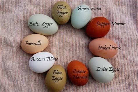 Ameraucana Egg Color Chart | Eggs of a Different Color: Fresh Eggs ...