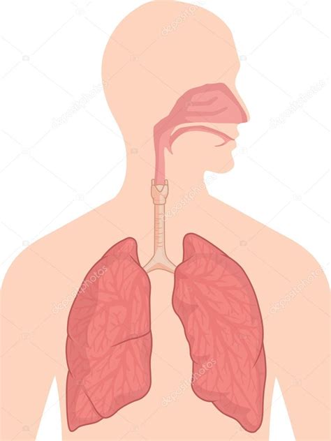 Human Body Anatomy - Respiratory System Stock Vector Image by ©BluezAce #57456727