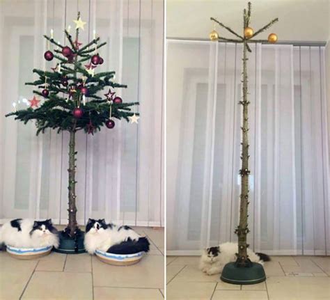 Cat-Proof Christmas Trees (20 pics)