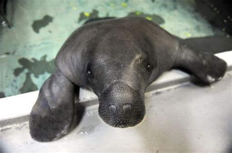 baby manatee | Manatee, South florida museum, Cute little animals