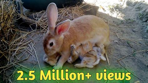 How Baby Rabbits Feeding Milk From Their Mother HD | - YouTube