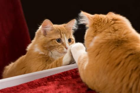 Do Cats Understand Mirrors? What Do They See?