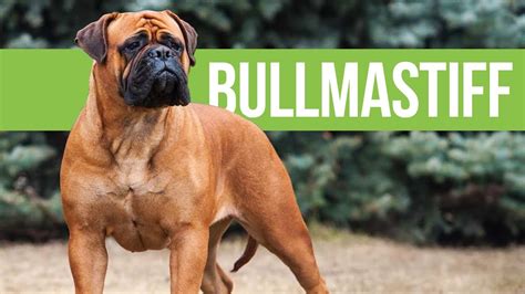 All About Bullmastiffs - Powerful Bulldog x Mastiff Crossbreed - YouTube