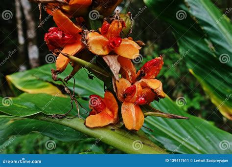 Ginger Plant Flower, Wild Variety Stock Image - Image of herb, bright ...