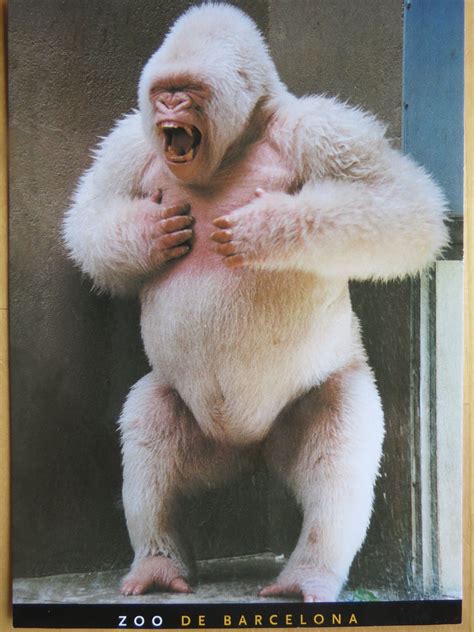 Snowflake, the white gorilla in Barcelona zoo | Albino gorilla, Unusual ...