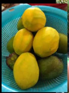 ANAK POKOK KUINI / KUININ / KWUINI. BUAH KUINI. BUAH KHINI. FAST SHIPPING!!