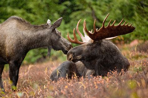 What's The Plural For Moose