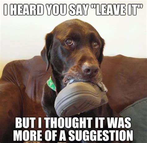 15 Hilarious Labrador Memes Will Make Your Day - Page 6 of 6 - PetTime