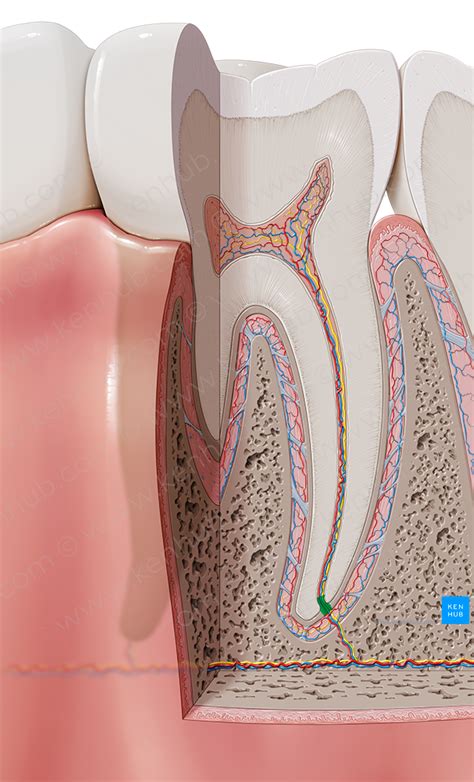 Apical foramen of tooth (#3726) – Kenhub Image License Store