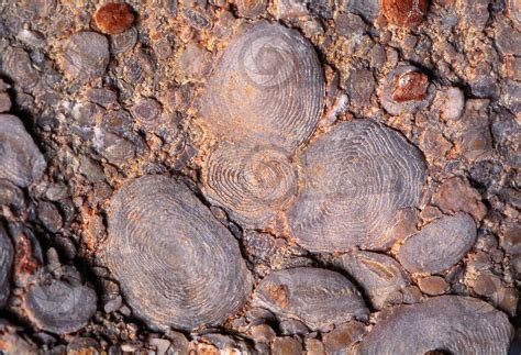 Nummulites sp. Foraminifera. Fossil. Eocene - Foraminifera (Foraminifera) - Paleogene - Cenozoic ...