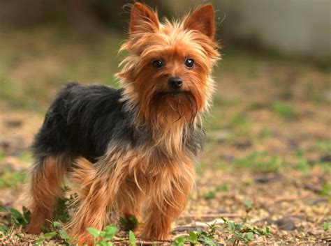 Yorkshire Terrier: Wie ist sein Charakter?