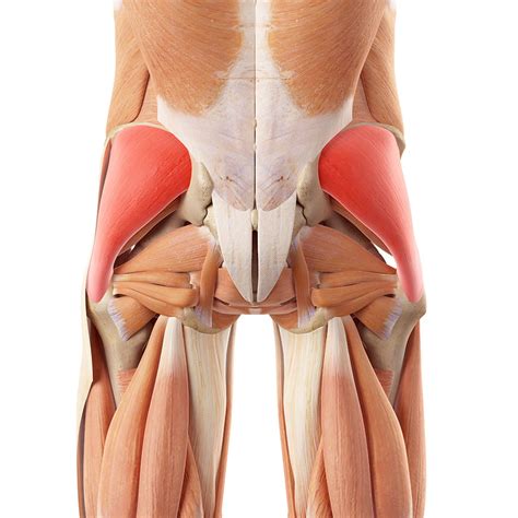 Gluteus muscle Strain: Gluteal Muscle pain & buttock pain - Physio