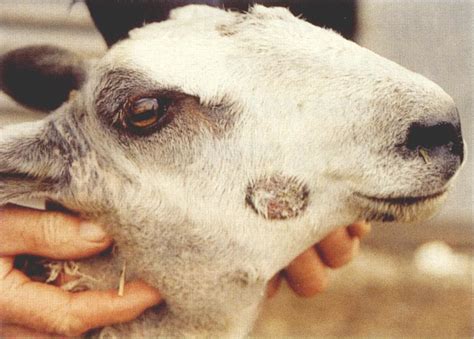 Active ringworm lesion on the face of a bluefaced Leicester ram lamb in... | Download Scientific ...