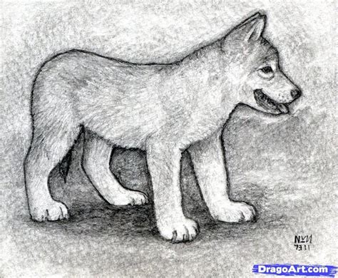 how to draw realistic wolf pups | how to draw a wolf puppy | Wolf puppy ...