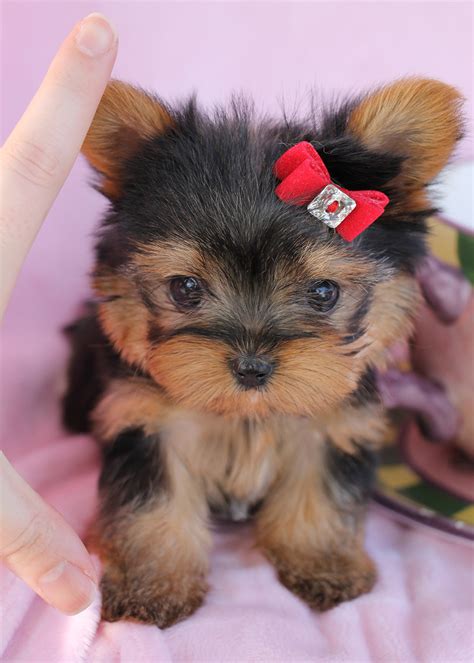 Delightful Teacup Yorkshire "Yorkie" Terrier Puppies for Sale | Teacups ...