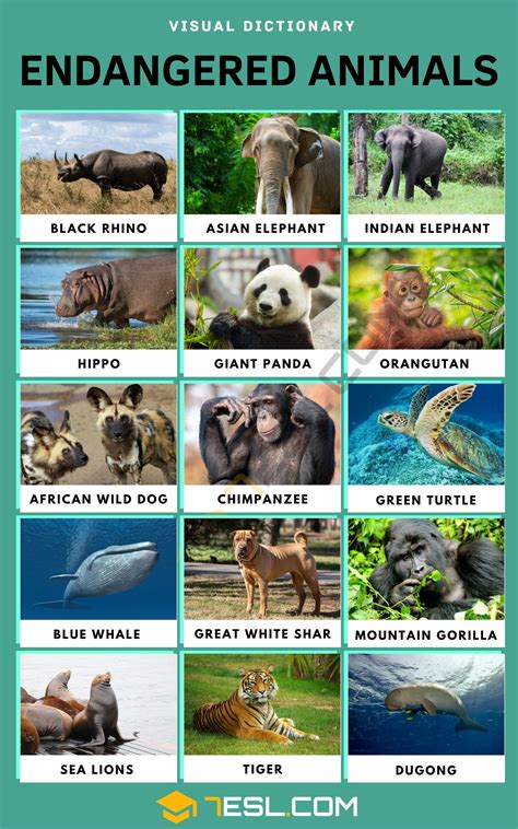 List of 15+ Endangered Animals in English • 7ESL