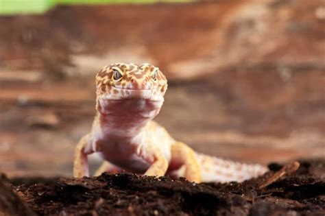 Leopard Gecko Brumation (Everything Owners Need to Know) - Gecko Advice