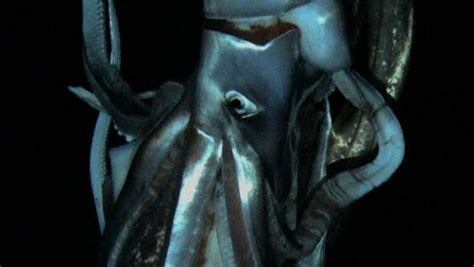 Why the giant squid eye? | Deep Sea News