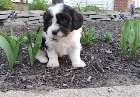 Cavachon Puppy for Sale - Adoption, Rescue | Cavachon Puppy Adoption in ...