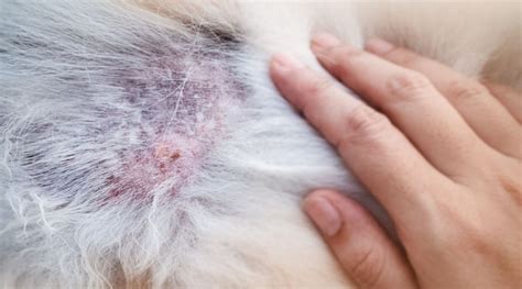 National Eczema Week: Canine & Feline Dermatitis – Anicura Natural Pet ...