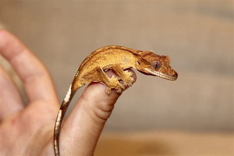 Do Crested Geckos Need a Heat Lamp? Heating Care Guide