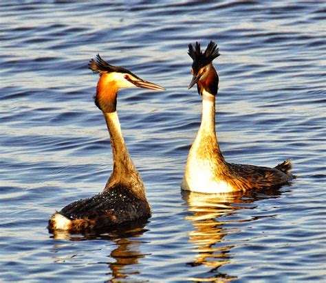 HOODED GREBE photos - wallpapers | the fun bank