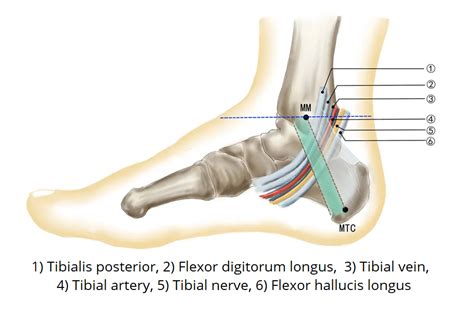 The Tarsal Tunnel - Borders - Contents - Compression - TeachMeAnatomy