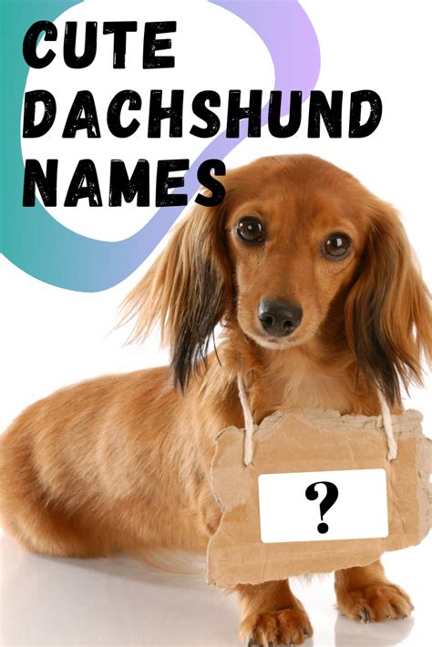 57+ Cute Names For Dachshund Image - Bleumoonproductions