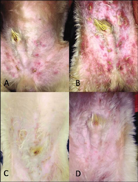 Aspects of skin lesions before (A) and 4 days after (B) topical use of... | Download Scientific ...