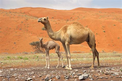 Dromedary | Definition, Characteristics, & Facts | Britannica