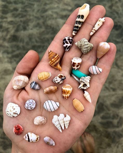 Angel wings filled with tiny treasure 🐚🦋 | Sea shells, Shells, Beach