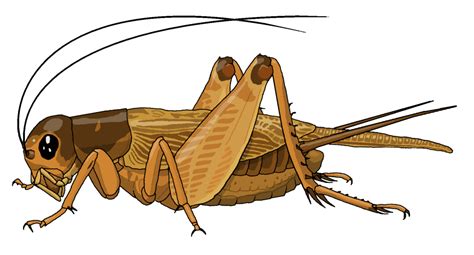 PNG Cricket Bug Transparent Cricket Bug.PNG Images. | PlusPNG