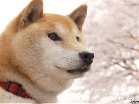 23+ Shiba Inu Meme Doge - l2sanpiero