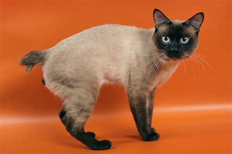 Mekong Bobtail - Cats breeds