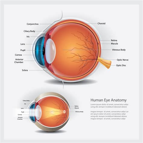 Human Eye Anatomy and Normal Lens Vector Illustration 540019 Vector Art ...