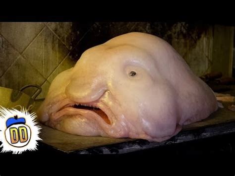 Top 15 Scary Deep Sea Creatures (Video) | Strange | Before It's News