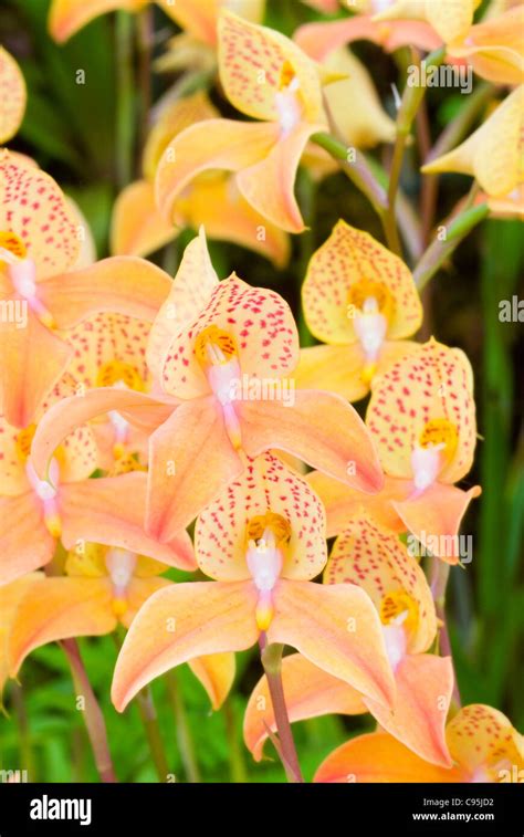 Orchid disa kewensis hi-res stock photography and images - Alamy