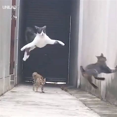 Street Cats Display Unreal Parkour Skills - https://welovekitties.com ...