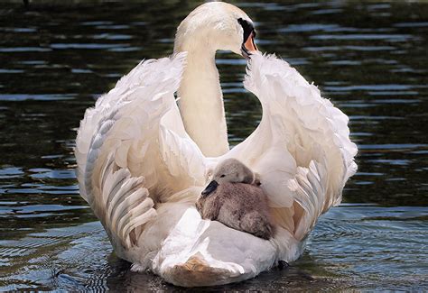Wallpaper Swans Nestling Mother 2 animal