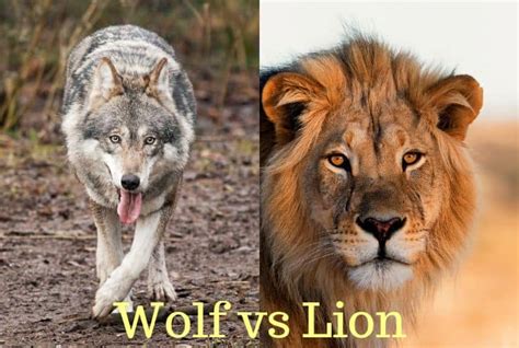 Lion Vs Wolf: Who Would Win In A Fight? A-Z Animals, 45% OFF