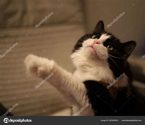 Cute Cat White Eyes Stock Photo by ©Wirestock 563608300