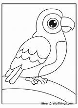 Printable Parrots Coloring Pages Updated 2021 sketch template