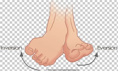 Inversion Foot Eversion Sprained Ankle PNG, Clipart, Anatomy, Ankle, Arm, Ear, Eversion Free PNG ...