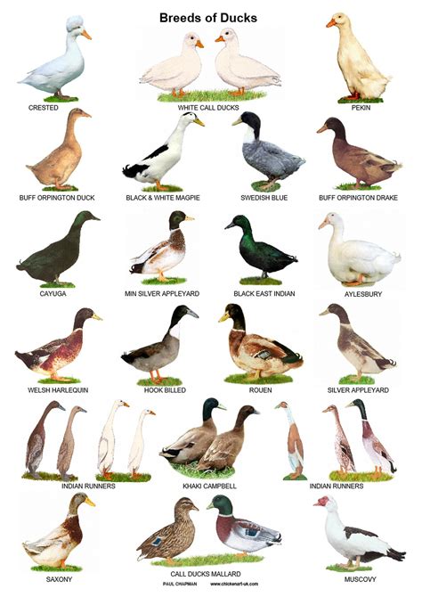 A4 Laminated Posters. Breeds of Ducks | Etsy in 2020 | Bird breeds, Geese breeds, Pet ducks