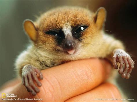 Mouse Lemur | Animals | Cute animal pictures, Baby lemur, Lemur